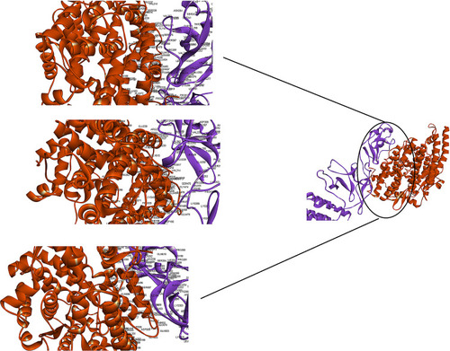 Figure 5 Docking model (cartoon representation) of human ACE-2 in complex with the vaccine obtained using Cluspro server. ACE-2 protein is shown in chocolate and vaccine was shown in purple. As the figure shows RBD epitopes of vaccine interacted with ACE-2. In order to more visualized interaction points, some of the interacting residues of the vaccine and ACE-2 are magnified in 20 Angstrom. Docked model was visualized using Discovery studio 4.5.