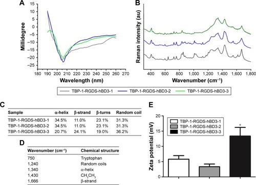 Figure 2 (A and C) Circular dichroism spectra of TBP-1-RGDS-hBD3-1, TBP-1-RGDS-hBD3-2, and TBP-1-RGDS-hBD3-3 dissolved in PBS at 37°C. (B and D) Raman spectra of TBP-1-RGDS-hBD3-1, TBP-1-RGDS-hBD3-2, and TBP-1-RGDS-hBD3-3. (E) Zeta potential results of TBP-1-RGDS-hBD3-1, TBP-1-RGDS-hBD3-2, and TBP-1-RGDS-hBD3-3.Notes: Data are shown as the mean ± SEM; n=3. *P<0.01 compared with the TBP-1-RGDS-hBD3-2 groups.