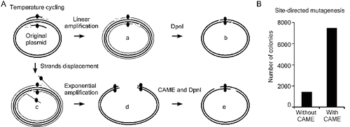 Figure 3. Improving site-directed mutagenesis using CAME. (A) Thermostable DNA polymerases possess weak strand displacement activity, which results in strand displacement (c) and exponential amplification of erroneous products (d) during site-directed mutagenesis. Such products will anneal and interfere with correct mutant DNA (b) to further reduce the mutagenesis efficiency. These erroneous products (d) can be converted into correct mutant (e) via CAME and DpnI treatment steps. (B) CAME improves site-direct mutagenesis by approximately fivefold in a point mutation of siCHECK-2.