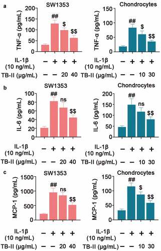 Figure 3.    TB-II inhibited the production of inflammatory cytokines in IL-1β-treated SW1353 cells and chondrocytes. The levels of (a) TNF-α, (b) IL-6 and (c) MCP-1 were determined using ELISA. One-way ANOVA, ##p< 0.01, compared with control cells; $p< 0.05, $$p< 0.01, ns: not-significant, compared with IL-1β-treated cells.