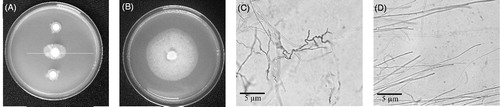 Figure 1. Inhibition of P. palmivora by P. aeruginosa RS1 on a V8 agar plate (A) and control growth of the mold without the bacteria (B). Microscopic observation (400×) of the hyphae of P. palmivora growing with (C) and without (D) P. aeruginosa RS1.