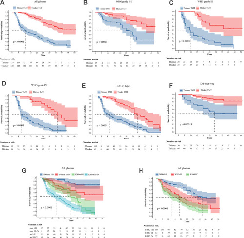 Figure 1 Overall survival in different subgroups by thinner or thicker TMT (A–F), and overall survival in different categories glioma patients (G and H).