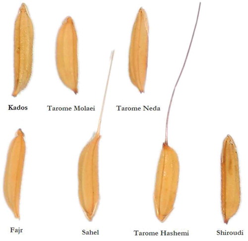 FIGURE 1 Sample images of the paddy seeds in seven varieties.