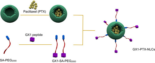 Figure 1 Schematic diagram of GX1-mediated drug targeting delivery system (GX1-PTX-NLCs).