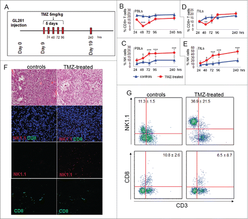 Figure 1. TMZ treatment influences local and peripheral immune cell frequency. (A) Experimental schema of in vivo treatment. C57BL6 were i.c. injected with GL261 cells and treated for 5 d with i.p. injection of 5 mg/kg TMZ or vehicle (DMSO) 9 d after tumor implantation. On days 9–13 and 19 after tumor implantation (24–96 and 240 h after TMZ treatment), n = 5 mice per group/each time point were sacrificed for immune monitoring. (B) Peripheral percentages of CD8+T cells (CD8+CD3+): 22.2 ± 1.2% vs. 15.5 ± 0.2% at 24 h; 21.1 ± 2.0% vs. 5.5 ± 1.0% at 48 h; 19.8 ± 1.4% vs. 10.8 ± 1.3% at 72 h; 22.4 ± 2.1 vs. 16.6 ± 2.1% at 96 h; 22.6 ± 0.4% vs. 17.3± 1.4% at 240 h, controls vs. TMZ-treated mice, respectively; *p < 0.01; ***p <0.0001. (C) Percentages of blood NK cells (NK1.1+CD3−): 4.8 ± 1.2% vs. 9.8 ± 3.2% at 24 h; 7.2 ± 1.2% vs. 13.3 ± 1.2% at 48 h; 6.3 ± 1.6% vs. 20.2 ± 1.9% at 72 h; 10.2 ± 2.1% vs. 20.6 ± 2.3% at 96 h, 7.2 ± 2.1% vs. 21.8 ± 2.3% at 240 h, controls vs. TMZ-treated mice respectively; *p < 0.01; ***p < 0.0001. (D) Tumor-infiltrating CD8+ T cells: 10.3 ± 1.2% vs. 10.5 ± 0.2% at 24 h; 15.2 ± 2.1% vs. 6.5 ±1.0% at 48 h; 16.3 ± 2.7% vs. 11.2 ± 2.6% at 72 h; 15.7 ± 2.2% vs. 19.3 ± 1.1% at 96 h, 18.2 ± 2.2% vs. 20.4 ± 2.3% at 240 h, controls vs. TMZ-treated mice respectively; **p < 0.001. (E) Tumor-infiltrating NK cells during and after TMZ administration: 7.2 ± 12.5% vs. 12.5 ± 7.4% at 24 h; 9.1 ± 4.5% vs. 21.1 ± 5.3% at 48 h; 11.3 ± 5.6% vs. 36.2 ± 8.1% at 72 h; 14.5 ± 7.6% vs. 39.2 ± 9.2% at 96 h; 21.4 ± 6.5% vs. 48.9 ± 7.7% at 240 h, controls vs. treated mice respectively; *p < 0.01; ***p < 0.0001. (F) Characterization of immune infiltration in gliomas by IF at 72 h after beginning of TMZ treatment. (G) Quantitative determination of TILs by flow cytometry obtained from the same groups of gliomas used for IF studies.