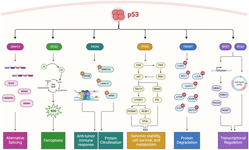 Figure 3. Chain of command: p53 transcriptionally activates “effectors” of tumor suppression that regulate distinct pathways. Critical target genes of p53 are mutated and inactivated in human cancers, have intrinsic tumor suppressive activity, and serve as master regulators of anti-tumor pathways. ZMAT3 regulates alternative splicing through binding to immature transcripts upstream of the 3’ splice site of critically important genes involved in tumor suppression and nonsense-mediated mRNA decay. GLS2 regulates ferroptosis by converting glutamine to glutamate to fuel the TCA cycle and generate reactive oxygen species (ROS) to trigger ferroptosis. PADI4 regulates immune activation through both transcriptional regulation and protein citrullination, and post translationally modifies key tumor suppressors to modulate their activity. PTEN collectively regulates genome stability, cell survival, and metabolism through the PI3K/AKT/mTOR pathway, as well as through inhibition of MDM2 to activate p53. FBXW7 is master regulator of protein degradation, and in particular controls the stability of key oncogenes in multiple cellular processes. RFX7 transcriptionally regulates downstream tumor suppressor genes, and BTG2 induces G1/S cell cycle arrest to protect against DNA-damage through its involvement in transcriptional regulation.