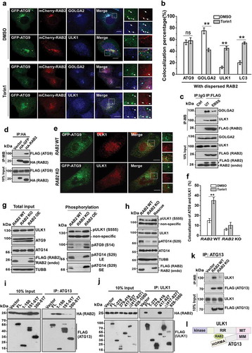 Figure 3. RAB2 regulates ULK1 recruitment and activation for autophagy initiation. (a) Confocal microscopy analysis of the colocalization of GFP-ATG9, mCherry-RAB2 and ULK1 or GOLGA2, and quantification was shown in (b). Scale bars: 10 µm. Data are shown as mean ± SD, **p < 0.01; ‘ns’ indicates no significance. (c) Co-IP of RAB2 and GOLGA2 or ULK1 under unstressed and starved conditions. (d) Co-IP of HA-RAB2 and FLAG-ATG9 using HA-GFP as a negative control. (e) Confocal microscopy analysis of the colocalization of GFP-ATG9 and ULK1 in RAB2 WT and KO U2OS cells under Torin1 treatment, and quantification was shown in (f). Scale bars: 10 µm. Data are shown as mean ± SD, **p < 0.01. (g) WB analysis of ULK1 phosphorylation at Serine555, ATG14 phosphorylation at Serine29 and ATG9 phosphorylation at Serine14 in RAB2 WT, KO or OE U2OS cells cultured in complete medium. Long exposure (LE), short exposure (SE). (h) WB analysis of phosphorylation of ULK1 and ATG14 in rescued RAB2 KO cells. (i) Dissection of RAB2 and ATG13 interaction by co-IP assay. (j) Dissection of RAB2 and ULK1 interaction by co-IP assay. (k) Co-IP of FLAG-ATG13 and ULK1 in RAB2 WT or KO cells. (l) Schematic representation of RAB2 interaction with the HORMA domain of ATG13 and the RIR (RAB2-Interaction Region, named in this study) domain of ULK1.
