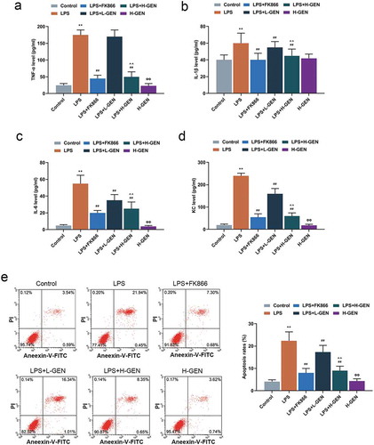 Figure 2. Effects of genistein on inflammatory factors and apoptosis of MLE-12 cells.(a–d) High concentration of genistein treatment alone had no significant effect on the levels of inflammatory factors. LPS increased the contents of inflammatory factors, FK866 induced decreased contents of inflammatory factors and genistein decreased LPS-induced high levels of inflammatory factors in a concentration-dependent manner by enzyme-linked immunosorbent assay (ELISA). (e) High concentration of genistein alone had no significant effect on apoptosis of MLE-12 cells. LPS increased the apoptotic rate, FK866 induced decreased cell apoptotic rate and genistein decreased the apoptotic rate of MLE-12 cells in a concentration-dependent manner by flow cytometry test. **p < 0.001 vs. Control; ##p < 0.001 vs. LPS; ^^p < 0.001 vs. LPS + L-GENISTEIN; ΦΦP<0.001 vs. LPS + H-GENISTEIN.