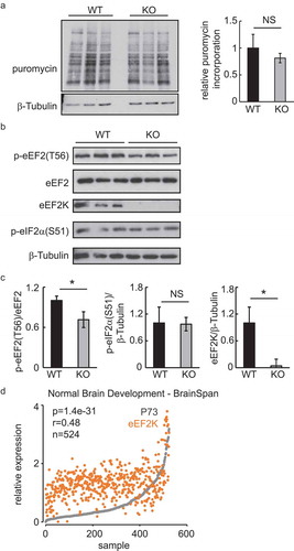 Figure 2. TAp73 KO mice maintain translation in the brain. (a) Brain slices obtained from the indicated genotypes were pulsed with puromycin (45 min; 5 μg/ml). Puromycin incorporation in the brain lysates was determined using Western blot and anti-puromycin antibodies as described [Citation25]. Scanned lanes were quantified using ImageJ. n = 3; *p < 0.05. (b) The levels of the indicated hippocampal proteins and their modifications in lysates obtained from the indicated genotypes were determined using Western blot. (c) Protein levels were quantified using ImageJ. n = 3; *p < 0.05. (d) The correlation between the expression of p73 and eEF2K in brain was determined using R2.