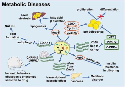 Figure 2. tsRNAs take part in various metabolic diseases (Created with Servier Medical Art, https://smart.servier.com)