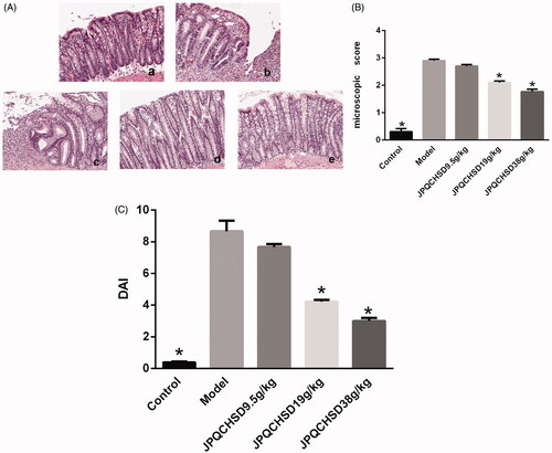 Figure 2. Effect of Jian Pi Qing Chang Hua Shi decoction (JPQCHSD) on histopathological changes in 2-4-6-trinitrobenzene sulphonic acid (TNBS)-induced inflammatory bowel disease (IBD) model. (A) Representative images of haematoxylin and eosin (H&E) staining: a. control; b. model; and c-e. JPQCHSD 9.5 g/kg, JPQCHSD 19 g/kg, and JPQCHSD 38 g/kg. (B) Microscopy score was used for histological evaluation. (C) Effect of JPQCHSD on disease activity index (DAI). JPQCHSD 19 g/kg and JPQCHSD 38 g/kg, but not JPQCHSD 9.5 g/kg, significantly decreased pathological damage in IBD and reduced increased DAI and microscopy scores; ★p < 0.05 as compared to the model group. Data are shown as the mean ± standard deviation. Control, no treatment; Model, TNBS-induced IBD rats.