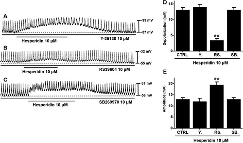 Figure 3. Effects of 5-HT receptor antagonists on hesperidin-induced pacemaker potential depolarization in ICC. (A) In presence of Y25130 (5-HT3 receptor antagonist), hesperidin depolarized pacemaker potentials of ICC. (B) In presence of RS39604 (a 5-HT4 receptor antagonist), hesperidin did not depolarize pacemaker potential of ICC. (C) In presence of SB269970 (a 5-HT7 receptor antagonist), hesperidin depolarized pacemaker potential of ICC. (D and E) Summaries of pacemaker potential depolarization and amplitude changes due to hesperidin with 5-HT receptor antagonists. Bars indicate mean values ± SEs. **P < 0.01. CTRL: Control. Y.: Y25130. RS.: RS39604. SB.: SB269970.