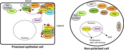 Figure 6 Regulation of Hippo-Yap1/Taz signaling by polarity complexes. The apical Crumbs and lateral Scrib complexes can sequester Yap1/Taz and the Hippo pathway kinases to prevent proliferation in polarized epithelial cells (left). Loss of polarity inactivates the Hippo pathway and releases Yap1/Taz to enter the nucleus to regulate proliferation (right). The Crumbs complex can also regulate SMADs to sensitize cells to epithelial-mesenchymal transition.