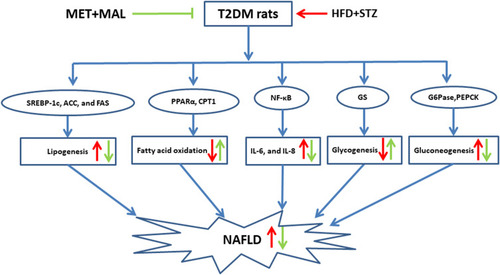 Figure 10 Recommended model for the protective mechanism of the combination of MET and MAL against NAFLD. The combination of MET and MAL prevents the progression of NAFLD by regulating lipid and glucose metabolism and inhibiting hepatic inflammation. The red arrows indicate the changes in the levels of endogenous metabolites when compared to the NC group; the green arrows indicate the changes in the levels of endogenous metabolites when compared to the DC group.