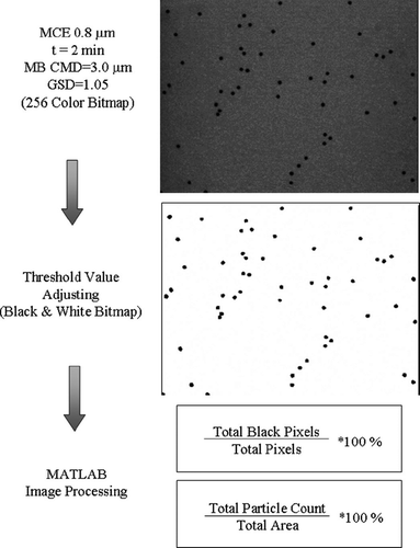 FIG. 3 The demonstration of image processing and coverage determination (particle counting).