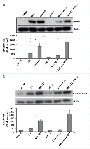 Figure 6. Effects of PD-1 engagement on phospho PTEN and casein kinase 2 levels in CD4+ effector memory T cells stimulated by anti-CD3 and CD28SA. Human CD4+ TEMs were stimulated with anti-CD3 mAb (CD3, 5 μg/ml); NIB1412 (NIB1412, 10 μg/ml); rPD-L1 (rPD-L1, 10μg/ml); with anti-CD3 mAb and rPD-L1 (CD3 + rPD-L1) or with NIB1412 and rPD-L1 (NIB1412 + rPD-L1). At the end of 72 h, the cells were lysed and extracted protein separated by SDS-PAGE. pPTEN – S380/T382/383 (A) and CK2 (B) protein levels were assessed by immunoblotting and β-actin was used as loading control. All blots are representative of four independent experiments. pPTEN and CK2 levels were quantified by densitometry, normalized to β-actin and expressed as a percentage of pPTEN or CK2 levels in untreated cells. Data are represented as mean ± SEM of four independent experiments. Statistical analysis was performed using unpaired t test (*p < 0.05, **p < 0.01). Phospho PTEN – pPTEN; Casein Kinase 2 – CK2