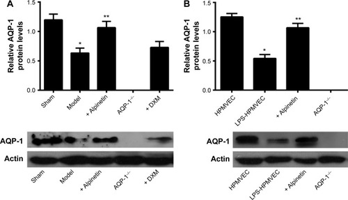 Figure 5 The level of AQP-1 expressed in pancreatitis-associated lung injury was measured in the animal models and at the cellular level.