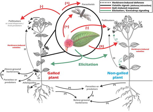 Figure 1. Hypothetical framework of plant–plant interactions by volatile organic compoundsCitation8 which, due to different gall life stages, could temporally permit events ranging from pollinator attraction to allopathy in order to avoid competition (black arrows). The plant volatiles are induced as defensive mechanisms in response to herbivores and consequently affect herbivore activity (dashed black arrows), directly by repelling them or indirectly by attracting herbivore enemies (e.g. parasitoids). However, assuming that herbivory induced responses on plants (wider and red arrows) are temporally extended when compared with other herbivores. According to this, in addition to the direct and indirect effects this temporal extention of responses may include effect both above and below-ground organisms and interactions related to the infested plants and their neighboring community. These gall-induced responses may affect neighboring plants by eliciting or allowing eavesdropping on olfactory cues (green arrows). Among them, elicitation from gall metabolism may enable plants, including the non-galled ones, to exhibit specific herbivore-induced responses. Particularly, it allows to hypothesize that gall cues signals to neighboring plants can be either positive – reducing the attractiveness of gallers or attracting natural enemies of galls – or negative – by indicating to the galling insects possible host plants. These signals may be used for both, pollinators, seed dispersers and parasitoids also to avoid or fing resources on plants infested by galling insects directing them to specific niches. For instance, volatile cues from induced defense may induce parasitoids to plants with galling insects presence, and other herbivores or pollinators may use thes cues to avoid galled plants with possibly lower resources available.