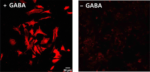 Figure 1. Cortical astrocytes do not contain significant amounts of GABA but can take up extracellular GABA. Representative immunocytochemistry images using anti-GABA antibody in cultured cortical astrocytes with pretreatment by GABA (left) and without GABA pretreatment (right).