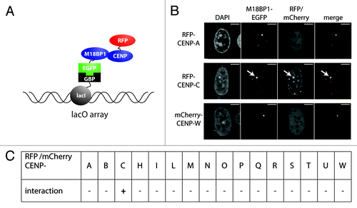 Figure 2. F3H interaction screen for M18BP1 interaction partners. (A) Scheme depicting the F3H screening strategy. Cells containing a lac operator array were transfected with plasmids expressing a lac repressor-GBP fusion protein, M18BP1-EGFP and mCherry/RFP-CCAN proteins. The lac repressor binds to the lac operator array and through the GBP recruits M18BP1-EGFP. CCAN proteins interacting with M18BP1 are consequently enriched at the lac operator array. (B) Representative examples for M18BP1 interacting (CENP-C) and non-interacting (CENP-A and CENP-W) proteins are shown. Scale bar is 5µm. (C) Summary of interaction tests between M18BP1 and CCAN proteins. Interactions were tested with the F3H assay using M18BP1-EGFP and 16 RFP or mCherry fusions with CCAN proteins. From all 16 tested CCAN proteins, only CENP-C showed a clear interaction with M18BP1.