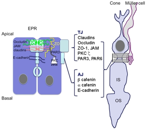 Figure 11 Schematic representation illustrating that similar to the RPE cell barrier, junctions between Mûller glial cells and photoreceptor cones share common proteins associated with the tight junctions suggesting that OLM could be the third ocular barrier.