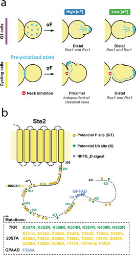 Figure 1. (a) Model that depicts the distinctive behavior of cycling or G1 daughter cells after uniform pheromone exposure (high or low concentration). Light blue points represent the polarity-patch proteins. In cycling daughters, the cytokinesis-related patch is used for MP formation. Polarization within the birth scar is inhibited. At high α-factor, due to low polar cap mobility cells make proximal MPs. At low α-factor, increased cap mobility permits the patch to detach from the neck and to reach, moving through the membrane, the default sites (distal). G1 daughters make an MP by de novo polarization independently of α-factor concentration. Distal polarization is guided by Rsr1 and Rax1. (b) Diagram of Ste2 protein. Ubiquitylatable lysines (K) are shown in green and phosphorylatable serines and threonines (ST) are in yellow. The NPFX1,2D signal recognized by Sla1 endocytic adaptor correspond to the sequence GPFAD and is depicted in light blue. The S331INDAKKS339 sequence originally proposed as the internalization signal is also shown. In the box below, we detailed the mutations performed in this study starting at position 331 (black arrow and dashed line).