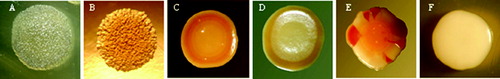Figure 2. Colonies of P. larvae genotype ERIC I (a) and (b) (photos by Gianluca Paganelli) and genotype ERIC II (c)–(f) (photos by Dr Luca Gelmini).