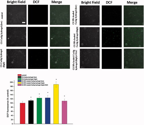 Figure 4. ROS generation in cells treated with extracts of CS NPs loaded CaAlg hydrogel and CS-CaAlg hydrogel containing low concentration of CS at 20 μg/mL and high concentration at 100 μg/mL as well as the combination of NAC and CS NPs loaded CaAlg hydrogel in HUVEC cells. *p < .05, versus ROS levels of untreated cells at 24 h, the scale bar is 100 μm and applies to all figure parts.