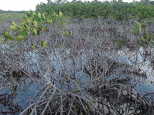Figure 3. Red mangrove in the Lower Florida Keys (Lopez Citation2001)