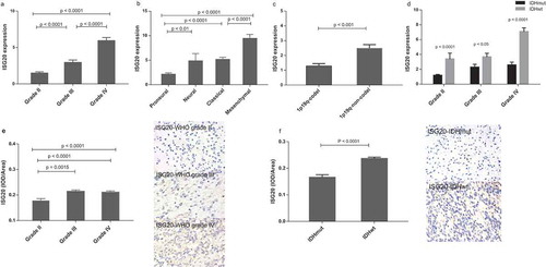 Figure 2. Levels of ISG20 expression relative to common pathological and molecular markers in glioma. (a) ISG20 expression according to WHO grade in the CGGA dataset. (b) ISG20 expression according to GBM molecular subtypes (proneural, N = 33; neural, N = 12; classical, N = 48; mesenchymal, N = 51) in the CGGA dataset. (c) ISG20 expression according to 1p-19q-codeletion status (1p19q-codeleted, N = 63; 1p19q-non-codeleted, N = 118) in the CGGA dataset. (d) ISG20 expression according to different IDH mutation status in WHO grade II gliomas, grade III gliomas and GBMs in the CGGA dataset. WHO grade II: IDHmut, N = 94 and IDHwt, N = 15; WHO grade III: IDHmut, N = 37 and IDHwt, N = 35; WHO grade IV: IDHmut, N = 36 and IDHwt, N = 108. (e) Levels of expression and representative photographs of immunohistochemical staining of ISG20 in different grades of gliomas. (f) Levels of expression and representative photographs of immunostaining of ISG20 in IDHwt and IDHmut tumors. Positive cells are stained brown. Magnification, x400. Data are presented as means ± SEM. Student’s t-test was used to compare ISG20 expression between two groups.