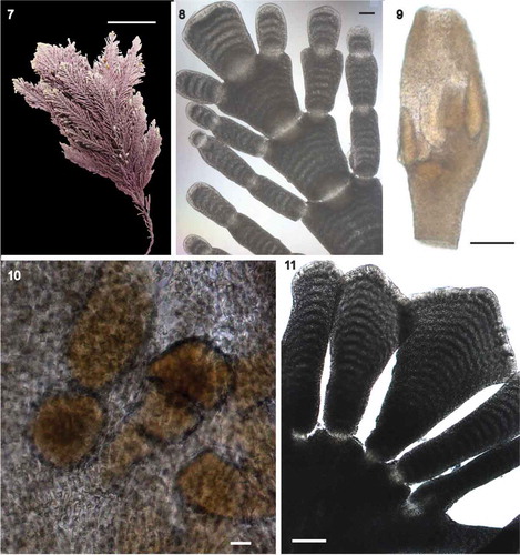Figs 7–11. Corallina chamberlainiae vegetative and reproductive morphology. Figs 7-10. Holotype material, Fig. 11. BMTCORR025 from top islands (unspecified location), Tristan da Cunha. Fig. 7. Part of holotype decalcified for morphology. Fig. 8. Decalcified upper thallus of holotype to show arrangement of growing tips; Fig. 9. Reproductive conceptacle with putative sporangia. Fig. 10. Close up of developing sporangia in conceptacle. Fig. 11. Inset to show broad, flattened appearance of growing tips common in some specimens