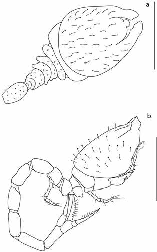 Figure 6. Eocuma ghanaian sp. nov., brooding female, holotype (ZMBN 149193). a, Body dorsal view; b, body lateral view. Scale bars = 1 mm.