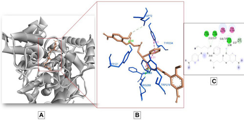 Figure 5 Docking model of AAZ7 interacting with acetylcholinesterase AChE enzyme. (A) Structure of synthesized compound AAZ7 (brown) at a specific site inside protein cartoon model (white). (B) Three dimensional display of AAZ7 (brown) with amino acid residue (blue) at the binding site with bond distance shown. (C) Two-dimensional visualization of AAZ7 at the enzyme binding site with bonding patterns and bond distance shown.