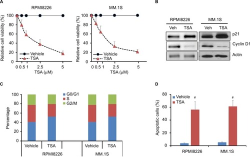 Figure 1 TSA reduces cell viability of MM cells.Notes: (A) Relative cell viability of RPMI8226 and MM.1S cells treated with TSA at indicated concentrations for 48 h using CCK-8 assay. Results shown are the mean ± SD of three independent experiments. Control cells were treated with DMSO in parallel in each experiment. (B) The protein expression of cyclin D1 and p21 after treatment with 5 μM TSA for 48 h was assessed by Western blot. Actin was used as loading control. Representative images are from at least three independent experiments. (C) RPMI8226 and MM.1S cells were cultured in the presence of 5 μM TSA for 24 h. Cells were stained with PI and subjected to cell cycle analysis by flow cytometry. The statistical analysis of cell percentage of cell cycle distribution is presented. (D) Shown are cell apoptosis rates of RPMI8226 and MM.1S cells treated with 5 μM TSA for 48 h measured by FACS-based Annexin V-FITC/PI double staining. Data are statistical analysis of three similar experiments. #, p<0.001, TSA treatment vs. Vehicle.Abbreviations: TSA, trichostatin A; CCK-8, Cell Counting Kit-8; DMSO, dimethyl sulfoxide; PI, propidium iodide; FACS, fluorescence-activated cell sorter; FITC, fluorescein isothiocyanate; MM, multiple myeloma; Veh, vehicle.