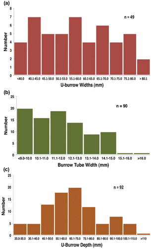 Figure 8. Histograms of quantitative data for Diplocraterion at Buckeye Branch Mouth site. (a) U-burrow widths; (b) burrow-tube widths; (c) U-burrow depths.