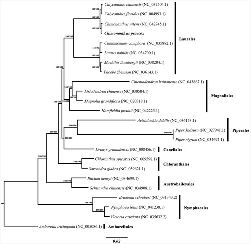 Figure 1. Maximum-likelihood phylogenetic tree based on 24 complete chloroplast genome sequences, with Amborella trichopoda as outgroup. The new plastome obtained in this study is shown in bold. The numbers at each node are SH-aLRT support (%)/ultrafast bootstrap support (%) values.
