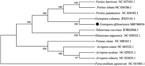 Figure 1. Molecular phylogeny of Goniopora djiboutiens and related species in Scleractinia based on complete mitogenome. The complete mitogenomes are downloaded from GenBank and the phylogenetic tree is constructed by maximum-likelihood method with 500 bootstrap replicates. The gene's accession number for tree construction is listed behind the species name.