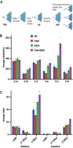 FIG 5 Mutational signatures of WT, FAN1−/−, EXO1−/−, and FAN1−/− EXO1−/− TK6 cells. (A) Scheme of the experiment. After generation of the knockout cell lines, single cell clones of each genotype were isolated and expanded. A portion of these cells was used to isolate DNA for sequencing (p0), and the remainder was grown for 40 cell divisions (p40) to permit mutation accumulation. Three single clones from each of the p40 populations were then picked and expanded, and their DNAs were subjected to whole-genome sequencing. (B) Summary of substitution mutations in the indicated cell lines. (C) Summary of insertion and deletion mutations in the indicated cell lines. [±1Rep], insertion/deletion of a single nucleotide in a mononucleotide repeat; [>±1Rep], insertion/deletion of more than one nucleotide in a mononucleotide repeat; Mh, microhomology-directed insertion/deletion. The columns represent an average mutation count in three independent clones.