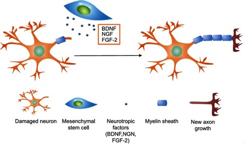 Figure 8 The mechanism of nerve regeneration assisted by mesenchymal stem cells. Neurotrophic factors including BDNF, NGF, and FGF-2 released by MSCs interact with damaged axons and induce axonal outgrowth.