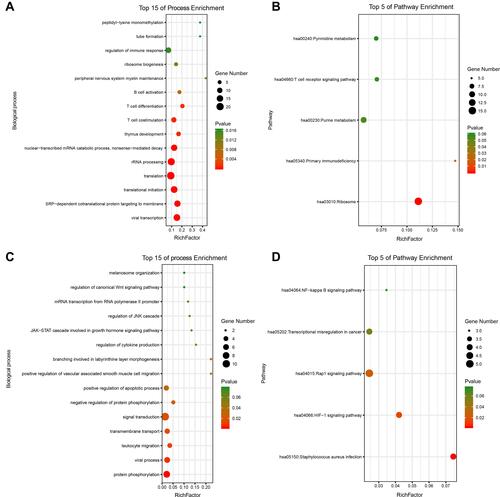 Figure 6 GO and KEGG pathway enrichment for genes in the immune related modules. (A) The top 15 enriched biological processes of genes in the yellow module. (B) The top 5 enriched signaling pathways of genes in the yellow module. (C) The top 15 enriched biological processes of genes in the purple module. (D) The top 5 enriched signaling pathways of genes in the purple module.