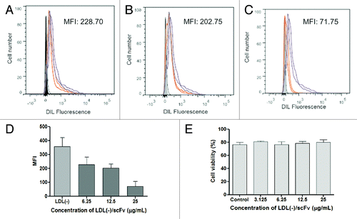 Figure 9. Inhibition of LDL(-)-DIL uptake by different concentrations of 2C7 scFv. The concentrations (A) 6.25, (B) 12.5, and (C) 25 µg/mL were tested. (D) represents quantitative data of uptake inhibition, from the mean of MFI values and (E) cell viability with co-incubation of LDL(-) and 2C7 scFv measured by flow cytometry analysis.