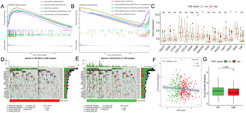 Figure 4. GSEA of KEGG Pathway in high (A) and low (B) CAF score groups (C). Comparison of some immunotherapy-related genes between patients with high and low CAF scores. Waterfall plot of somatic mutations in patients with high (D) and low (E) CAF scores. (F). correlation analysis of TMB and CAF scores. (G). Comparison of TMB between high- and low-CAF score groups.