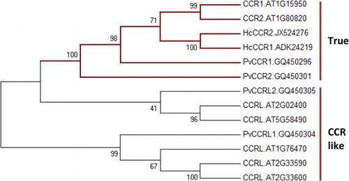 Figure 3. Phylogenetic analysis of the deduced amino acid sequences of kenaf CCR orthologs, including Arabidopsis and switch grass true and CCR-like protein sequences. The tree was constructed by the neighbor-joining method of ClustalW and MEGA5. The numbers at the nodes indicate bootstrap values from 1000 replications.