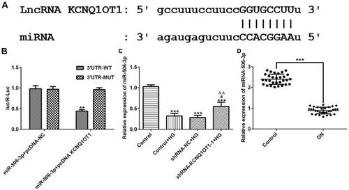 Figure 5 KCNQ1OT1 directly targeted miR-506-3p. (A) The putative target sequence for KCNQ1OT1 on the 3ʹ-UTR of miR-506-3p. (B) Luciferase reporter analysis showed the target role of KCNQ1OT1 on the 3ʹ-UTR of miR-506-3p. **P<0.01 vs. miR-506-3p+pcDNA-NC group; UTR, untranslated region; WT, wild-type; MUT, mutated. (C) miR-506-3p expression was decreased in HG-induced HK-2 cells and miR-506-3p expression was increased in HG-induced HK-2 cells transfected with shRNA-KCNQ1OT1-1. ***P<0.001 vs. control group. #P<0.05 vs. control+HG group. ∆∆P<0.01 vs. shRNA-NC+HG group. (D) miR-506-3p expression was down-regulated in the plasma of patients with DN. ***P<0.001 vs. control group. (n=3).