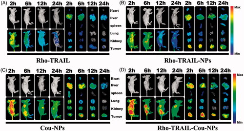 Figure 3. In vivo fluorescence imaging of the HCT 116 tumor-bearing nude mice at 2, 6, 12 and 24 h after intravenous injection. (A) Rho-TRAIL, (B) Rho-TRAIL-NPs, (C) Cou-NPs, (D) Rho-TRAIL-Cou-NPs.