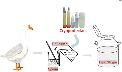 Figure 1. Experiment in which EK diluent was used as the base diluent to which cryoprotectants (DMSO and trehalose) were continued to be added for goose semen cryopreservation, and all of the diluted semen was preserved in liquid nitrogen.