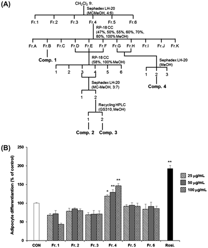 Fig. 2. Effects of sub-fractions from the dichloromethane (CH2Cl2) fraction of DME on the differentiation of 3T3-L1 preadipocytes.Notes: (A) Separation scheme for determining the anti-diabetic properties of the CH2Cl2 fraction. (B) Activities of the fractions produced at each step are shown. All values are represented as the means ± SEM (n = 3). *p < 0.05, **p < 0.01, compared to control. Rosi., rosiglitazone (0.1 μM).