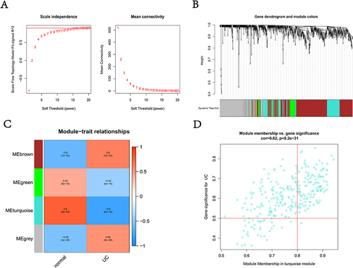 Figure 3 WGCNA of expression matrix. (A) The optimal soft threshold was determined to be 14; (B) similar modules were merged; (C) heatmap of the correlation between modules and UC; (D) the correlation between Module membership in turquoise module and Gene significance for UC.