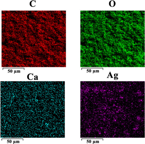 Figure 4 EDS mapping of the cross section of the scaffold.