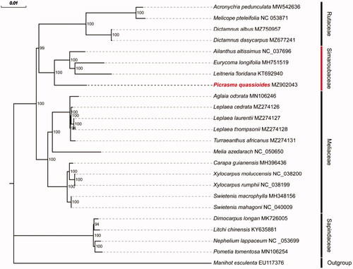 Figure 1. Maximum-likelihood phylogenetic tree based on all protein-coding genes in the cp genomes of 23 Sapindales species. Bootstrap values (1000 replicates) are shown at the nodes.